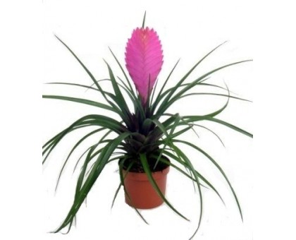 Tillandsia Cyanea