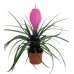 Tillandsia Cyanea