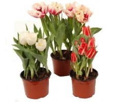 Tulips in a pot