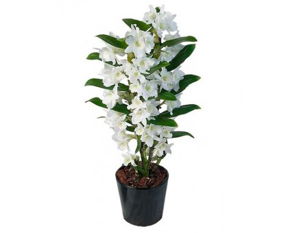 Dendrobium Orchid