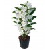 Dendrobium Orchid