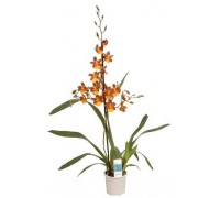 Cambria orchid