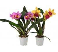Cattleya Orchid