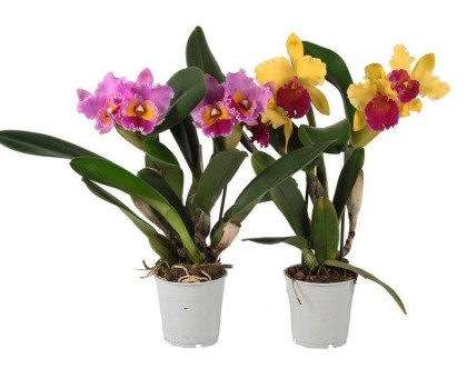 Орхидея Каттлея / Cattleya