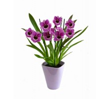 Orchid Miltonia