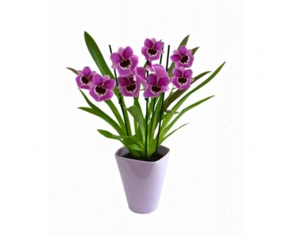 Орхидея Мильтония / Miltonia