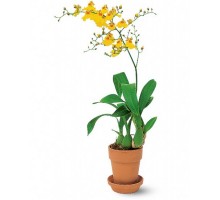Orchid Oncidium