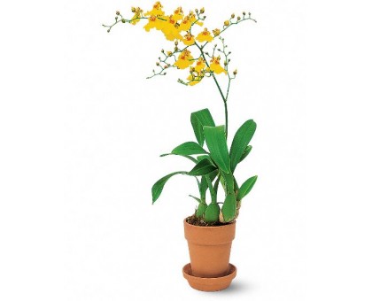 Орхидея Онцидиум / Oncidium