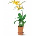 Орхидея Онцидиум / Oncidium