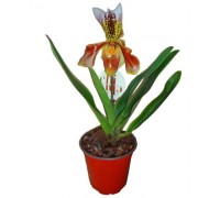 Orchid Paphiopedilum