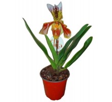 Orchid Paphiopedilum