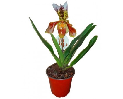 Орхидея Пафиопедилум / Paphiopedilum