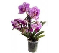 Orchid Phalaenopsis mini mix