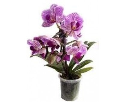 Orchid Phalaenopsis mini mix