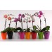 Orchid Phalaenopsis mini mix