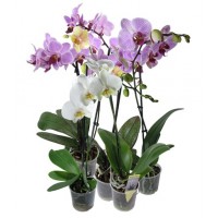 Phalaenopsis Orchid