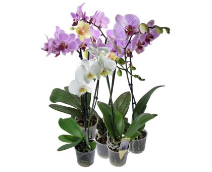 Phalaenopsis Orchid