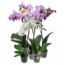 Phalaenopsis Orchid