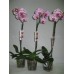 Phalaenopsis Orchid