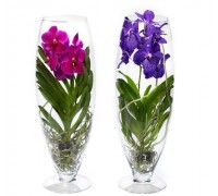 Vanda Orchid
