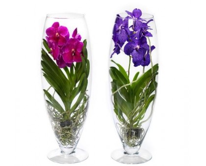 Vanda Orchid