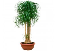 Bocarnea (Nolina Unbent) 2-4 trunks