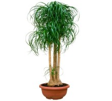 Bocarnea (Nolina Unbent) 2-4 trunks
