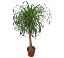 Beaucarnea big
