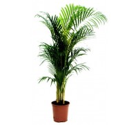 Areca, Chrysalidocarpus