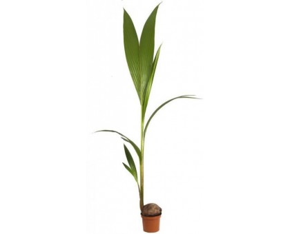Кокос, Кокосовая пальма / Cocos nucifera