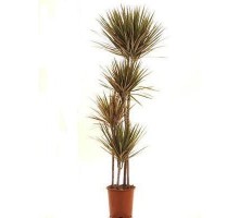 Dracaena Marginata bicolor 3