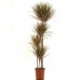 Драцена Маргината биколор 3-ка / Dracaena Marginata