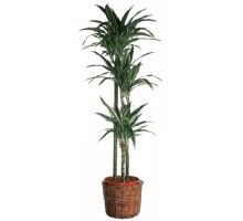 Dracaena Derema 3 trunks