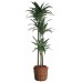 Драцена Деремская 3 ствола / Dracaena deremensis