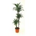 Драцена Деремская 3 ствола / Dracaena deremensis