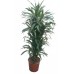Драцена Деремская 3 ствола / Dracaena deremensis