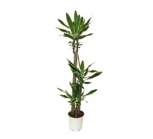 Dracaena Fragrance 3 trunks