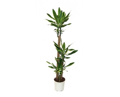 Драцена Фрагранс 3 ствола / Dracaena Fragrans