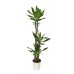 Драцена Фрагранс 3 ствола / Dracaena Fragrans