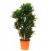 Драцена Компакта / Dracaena fragrans