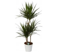 Dracaena Marginata 3