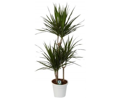 Драцена Маргината 3-ка / Dracaena Marginata