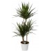 Драцена Маргината 3-ка / Dracaena Marginata