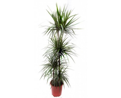 Драцена Маргината 5-ка / Dracaena Marginata