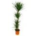 Драцена Маргината 5-ка / Dracaena Marginata