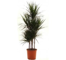 Dracaena Marginata Carousel