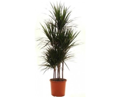 Драцена Маргината Карусель / Dracaena Marginata