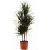 Драцена Маргината Карусель / Dracaena Marginata