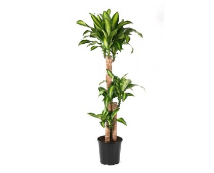 Драцена Массанжеана на 3 ствола / Dracaena Massangeana