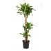 Драцена Массанжеана на 3 ствола / Dracaena Massangeana